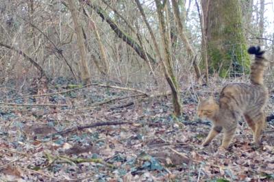 Chat forestier