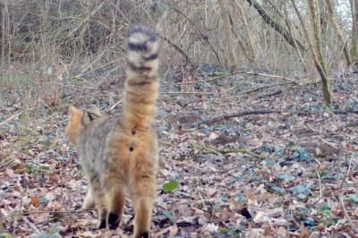 Chat forestier