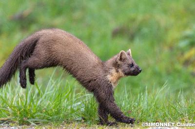 Mustelidae