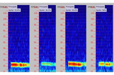 Noctule de Leisler