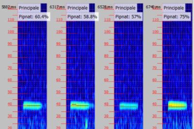 Pipistrelle de Nathusius