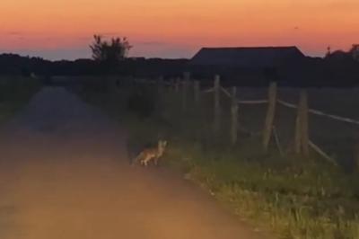 Renard roux