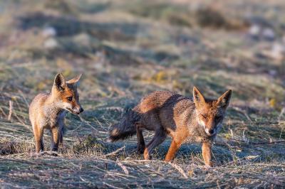 Vulpes vulpes