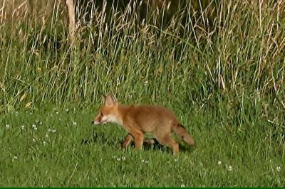 Renard roux