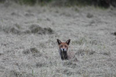 Renard roux