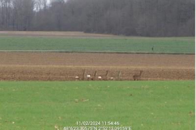 Chevreuil européen