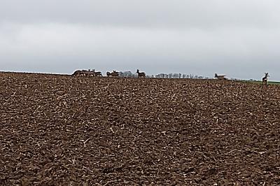Chevreuil européen