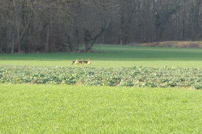 Chevreuil européen