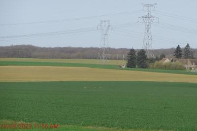 Chevreuil européen