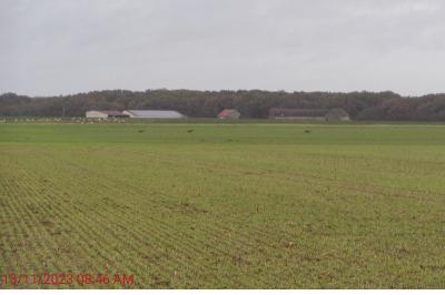 Chevreuil européen