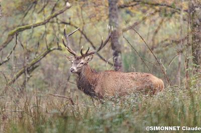 Cerf élaphe