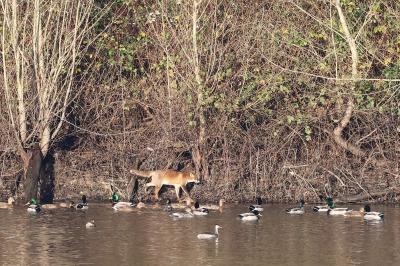 Renard roux