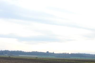 Chevreuil européen