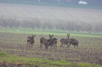 Chevreuil européen