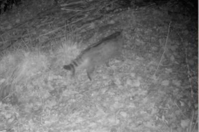 Chat forestier