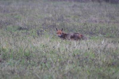 Renard roux
