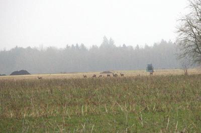 Chevreuil européen