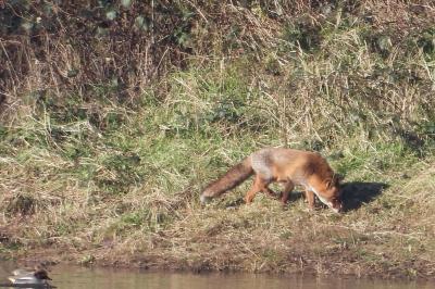 Renard roux