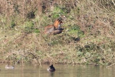 Renard roux