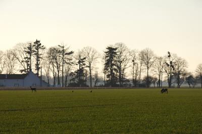 Chevreuil européen