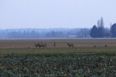 Chevreuil européen