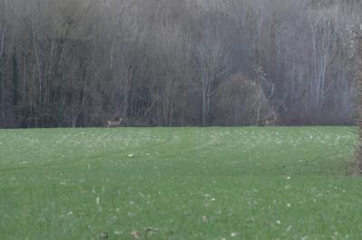 Chevreuil européen