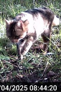 Chat forestier
