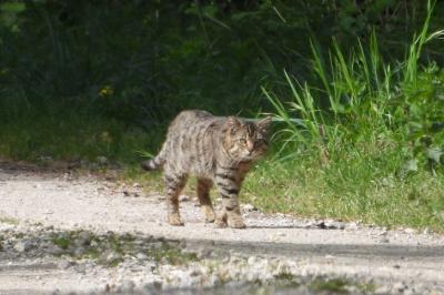 Chat domestique