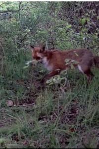 Renard roux