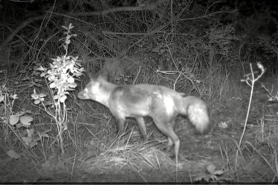 Renard roux