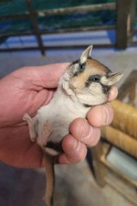 Lérot