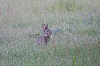 Lapin de garenne