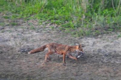 Renard roux