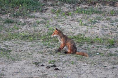 Renard roux