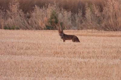 Renard roux