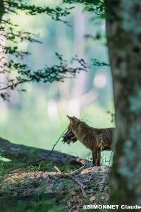 Renard roux