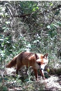 Renard roux