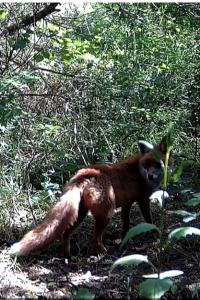 Renard roux