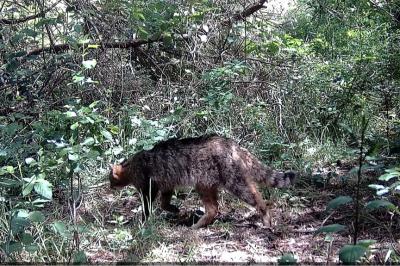 Chat forestier