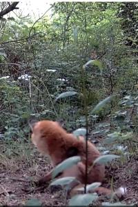 Renard roux
