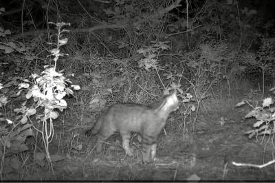 Chat forestier