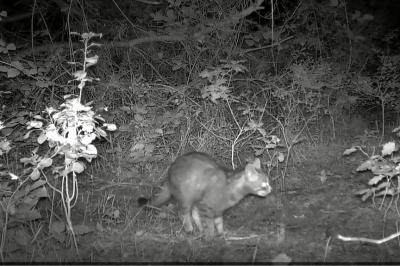 Chat forestier