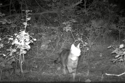 Chat forestier