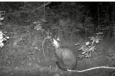 Chat forestier