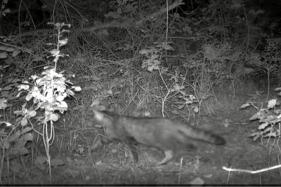 Chat forestier