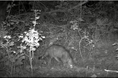 Chat forestier