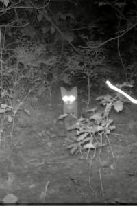 Chat forestier