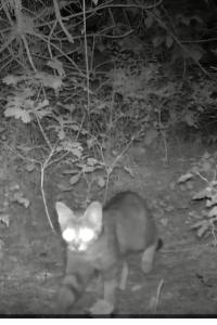 Chat forestier