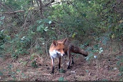 Renard roux
