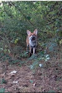 Renard roux